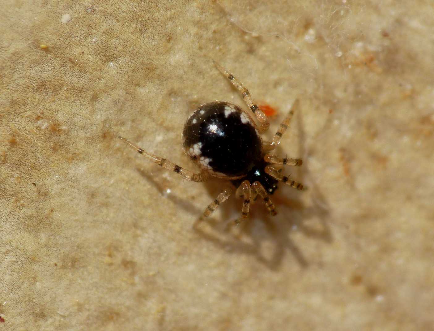Ragnetto microscopico: Sardinidion blackwalli.